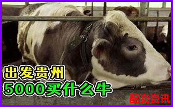 好牛配資的聯系電話是多少 您是否急需知曉-股票杠桿可以幾倍杠桿嗎怎么算的呢